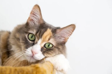 Şirin yavru kedi; evcil hayvan..