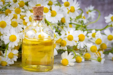 Cam şişedeki temel yağ taze papatya çiçekleri, güzellik tedavisi..