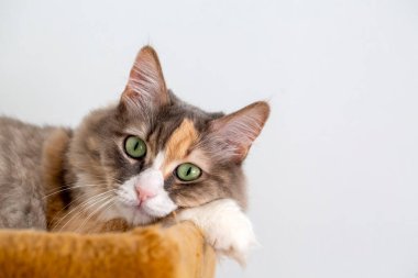 Şirin yavru kedi; evcil hayvan..