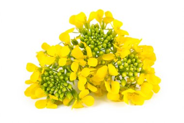 Beyaz arka planda kolza çiçeği, Sinapis arvensis ya da Hardal çiçeği.