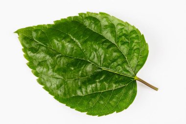 beyaz zemin üzerine Karadut yaprağı.