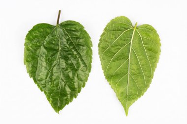 beyaz zemin üzerine Karadut yaprağı.