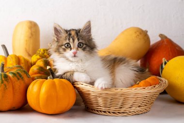 Balkabaklarının arasında tatlı bir kedi.