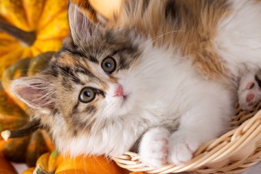 Balkabaklarının arasında tatlı bir kedi.