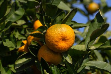 Close-up of ripe tangerines on the branches of trees on a sunny day.