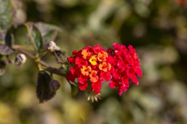 Bahçedeki Lantana Camara çiçeği