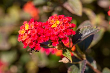 Bahçedeki Lantana Camara çiçeği