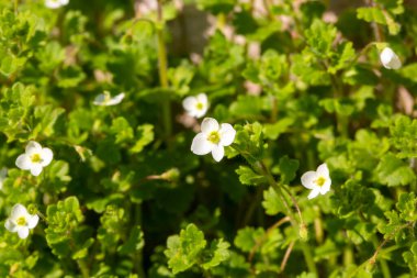 Veronica cymbalaria, Veronica cinsine ait bir bitki türü..