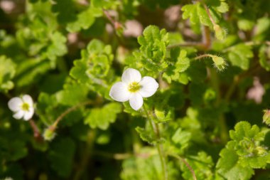 Veronica cymbalaria, Veronica cinsine ait bir bitki türü..