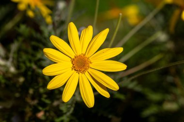 Sarı papatya çalısı, bilimsel isim; Euryops pectinatus