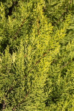 Doğada Cupressus makrocarpa 'Goldcrest'