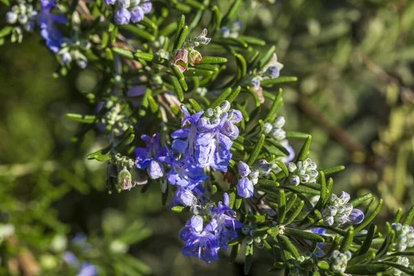Çiçekli biberiye filizleri. Kokulu mor çiçekler ve yeşil yapraklar..