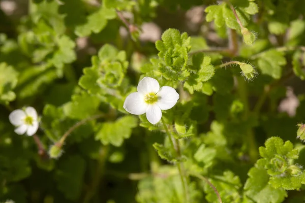 Veronica cymbalaria, Veronica cinsine ait bir bitki türü..