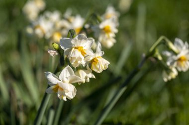Güzel beyaz nergisler ya da tarlada Narcissus çiçeği. Karaburun, İzmir - Türkiye
