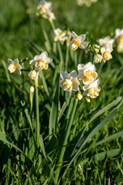 Güzel beyaz nergisler ya da tarlada Narcissus çiçeği. Karaburun, İzmir - Türkiye
