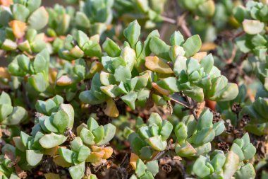 Bilimsel adı: Oscularia deltoides ve yaygın adı deltoid yapraklı çiy bitkisi, dassievygie veya sandsteenvygie