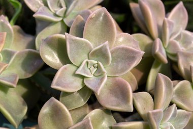 Graptopetalum paraguayense ya da hayalet bitki olarak da bilinir, Graptopetalum paraguayense soluk gri yapraklarıyla bilinen istilacı sulu bir bitkidir..