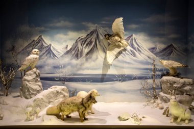 Kalambaka, Meteora, Yunanistan, 16 Şubat 2025, Meteora ve Mantar Müzesi Doğal Tarih Müzesi