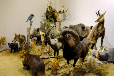 Kalambaka, Meteora, Yunanistan, 16 Şubat 2025, Meteora ve Mantar Müzesi Doğal Tarih Müzesi