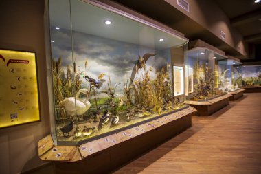 Kalambaka, Meteora, Yunanistan, 16 Şubat 2025, Meteora ve Mantar Müzesi Doğal Tarih Müzesi