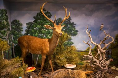 Kalambaka, Meteora, Yunanistan, 16 Şubat 2025, Meteora ve Mantar Müzesi Doğal Tarih Müzesi