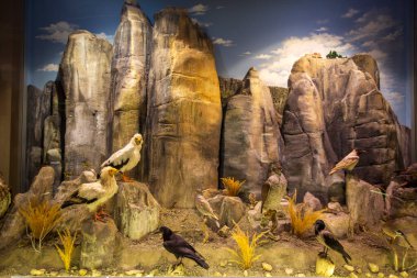 Kalambaka, Meteora, Yunanistan, 16 Şubat 2025, Meteora ve Mantar Müzesi Doğal Tarih Müzesi