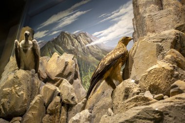 Kalambaka, Meteora, Yunanistan, 16 Şubat 2025, Meteora ve Mantar Müzesi Doğal Tarih Müzesi