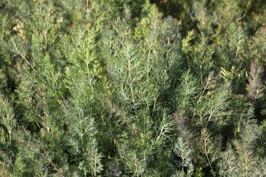 Tarım alanında yeşil dereotu (Anethum graveolens) yetişir.