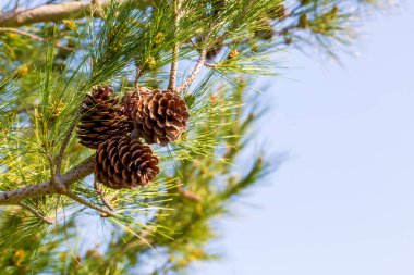 Çam ağacının dalında kozalaklı çam kozalağı