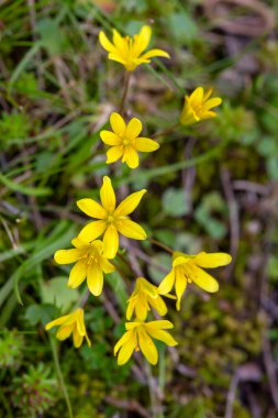 Gagea, zambak familyasından bir çiçek cinsidir..