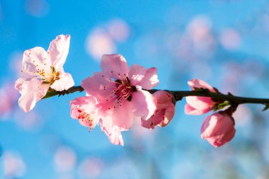 Şeftali ağaçları ilkbaharda pembe ve kırmızı çiçekler açar..