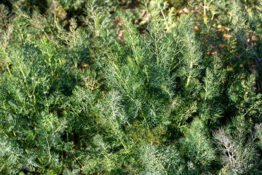 Tarım alanında yeşil dereotu (Anethum graveolens) yetişir.