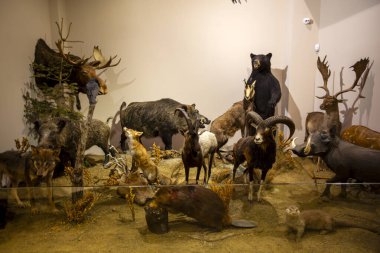 Kalambaka, Meteora, Yunanistan, 16 Şubat 2025, Meteora ve Mantar Müzesi Doğal Tarih Müzesi