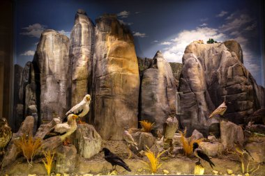 Kalambaka, Meteora, Yunanistan, 16 Şubat 2025, Meteora ve Mantar Müzesi Doğal Tarih Müzesi