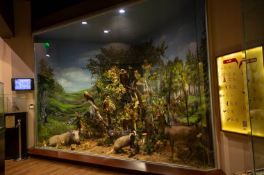 Kalambaka, Meteora, Yunanistan, 16 Şubat 2025, Meteora ve Mantar Müzesi Doğal Tarih Müzesi