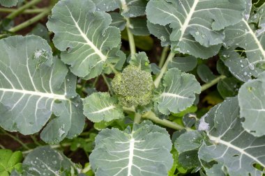 Bahçede organik brokoli fideleri.