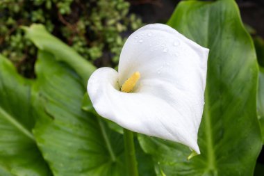 Calla Palustris Kala Cala Gala Beyaz Çiçek