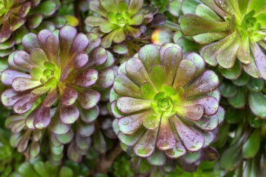 Canlı yeşil bir Aeonium arboryum sulu bitkinin yakın çekimi..
