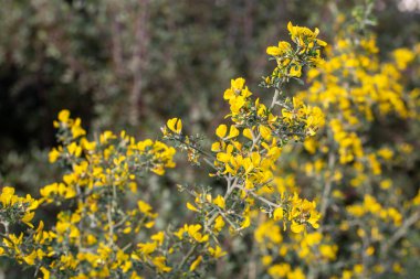 Sarı çiçekli dikenli bir yabani bitki. Bilimsel adı Calicotome villosa veya Calicotome spinosa.