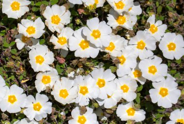 Kistaceae familyasının Kistus cinsini oluşturan beyaz veya pembe çiçekli bir bitki türüdür..