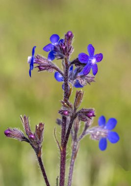 Anchusa azurea, Boraginaceae familyasından Palearktik bölgede yetişen bir bitki türü.