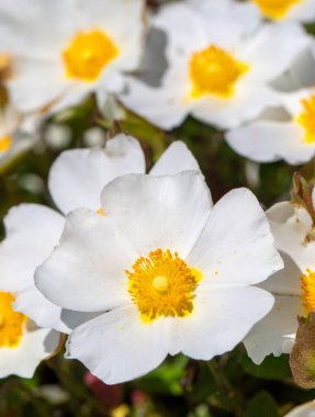 Kistaceae familyasının Kistus cinsini oluşturan beyaz veya pembe çiçekli bir bitki türüdür..