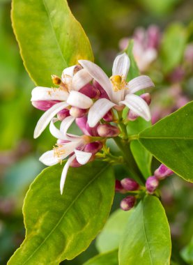 Mandalina ağacı ya da portakal ağacı ya da limon ağacı çiçeği