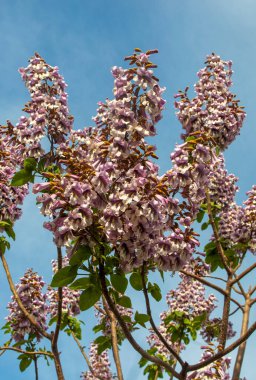 BlueBell ağacının çiçekleri Paulownia tomentosa.