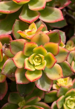 Aeonium haworth 'Dream Color', yaygın olarak Kiwi Aeonium olarak bilinir, soluk yeşil, krem ve kırmızı renklere sahiptir..