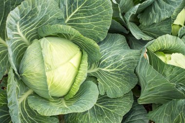 Sıraya dizilmiş beyaz lahana tarlada büyür, tarım