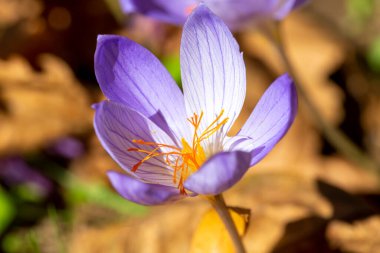 Tarlada safran çiçekleri. Crocus sativus, yaygın olarak safran kruvazörü olarak bilinir, yere narin mor yapraklar ekilir, yakın çekim görüntüsü vardır.