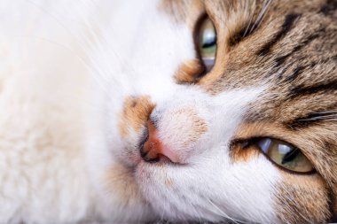 Uyuyan tekir kedinin portresi