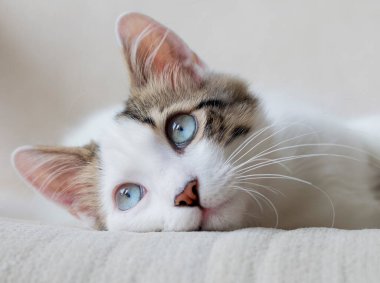 Evcil hayvan, sevimli kedi. Mavi gözlü kedi.