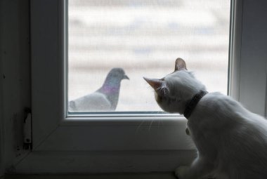 Yalnız kedi pencereden dışarı bakıyor.